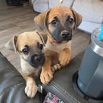 Kendra Locke - @dogzrule2025 - Instagram
