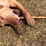 Professional Dog Walker - @kendra.lovingpaws.ca - Instagram