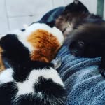 🐱🐱🐱💎💎💎🖤🧡 🖤 - @sirius_kendra_minerva_ - Instagram