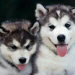 #Loves kittiys and puppys - @kendra_rocks_ - Instagram