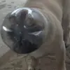 Kendra Wall - @akwardpug - TikTok