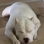 Kendrick Bell - @kendrick.bell2811 - Instagram