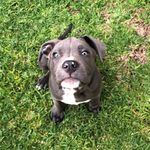 Kendrick the Blue Amstaff - @k.theblueamstaff - Instagram