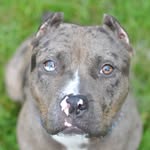 Kendrick Wooten - @dub_nation_kennels - Instagram