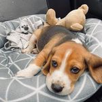 kenia Clark - @kenia_wuv_mypuppy - Instagram