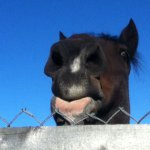 Kenna Lewis - @horse__pics_for_life - Instagram
