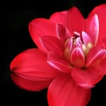 Kenna Lewis- nature photography - @kennalewisnature - Instagram