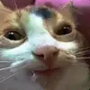Kënnëdy Hårrëll - @kenney_dearest - TikTok