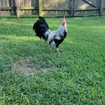 pnt_ gamefowl - @kenneth.bourque - Instagram