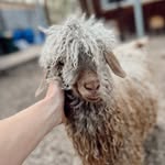 Kenneth & Crew - @ittybitty.acres - Instagram