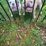 Kenneth Dell - @snowball1056 - Instagram