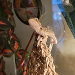 Kenneth - @kenneththedragon - Instagram