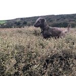 Gentle Kenneth - @gentlekennethdog - Instagram