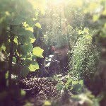 Kenneth Gundersen - @gunken - Instagram