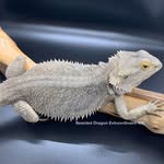 Kenneth Harrison - @beardeddragonextraordinaire_kh - Instagram