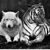 Kenneth Kyle - @tiger.wolf - TikTok