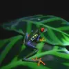 Keneth Licht - @kenethlicht360 - TikTok
