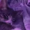 Cookie kitten - @kennethmoreno876 - TikTok