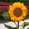 Kenneth Pinkerton - @kenneth.pinkerton - TikTok