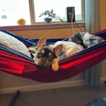 Kenneth privitt - @lilly_the_friendly_frenchie - Instagram