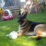 kenneth s mccombe and Rex - @kennethsmccomb - Instagram