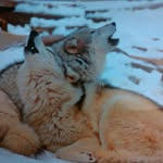 Kenneth Sellars - @sellarskenneth - Instagram