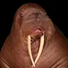 Big hard Ken - @kennethstorey69 - TikTok