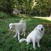 Kenneth Tribble - Facebook