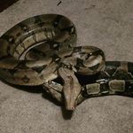 kenneth tyndall - @tkt.exotics.kc - Instagram