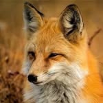 Kenneth Jeff De Vos - @foxyjeffrey - Instagram