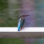 @kenny_birding - Instagram