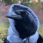 kenny the crow - @kennythecroww - Instagram