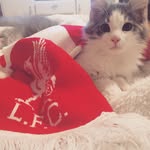 Kit-Kenny Dalglish - @kit_kenny_dalglish - Instagram