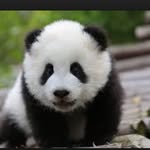 Kenny Phan - @kenny_dinosaur - Instagram