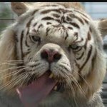 Kenny The Tiger 🐯 - @kennydownsyndrome - Instagram