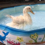 Kenny Duck - @kenny.duck - Instagram