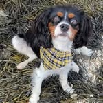 @king_kenny_ferris_harvey - Instagram