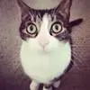 Kenny Gorelick - @kenny.gorelick7 - TikTok