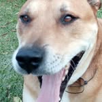 ken_such_a_smoochy_boy - @kenny_the_human_dog - Instagram