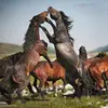 Kenny Kumar - @kenny.kumar0 - TikTok