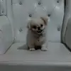 margow the dog ❤️ - @kennymaesutyo - TikTok