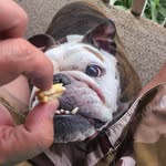 Kenny Samples - @fatdogmaymay - Instagram