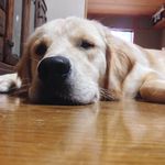 Life of Kenny_Golden Rver - @kenny_temple_dog - Instagram