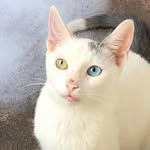 Kenny un gato - @kenny_un_gato - Instagram