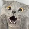 Ken Rickenbaker - @ken.rickenbaker - TikTok