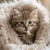Kent Ayers - @kent.ayers - TikTok