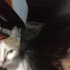ace - @kentbeanss - TikTok