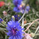 Kent Bird - @kentishmaidphotos - Instagram