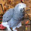 kent.exotic.bird.rescue - @kent.exotic.bird.rescue - TikTok
