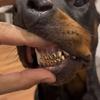 kent_carson - @certifiedkentcarson - TikTok